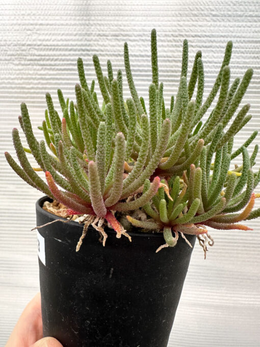 【現品限り】フィロボルス・レスルゲンス【R23】 Phyllobolus resurgens【植物】塊根植物 夏型 コーデックス - 画像 (3)