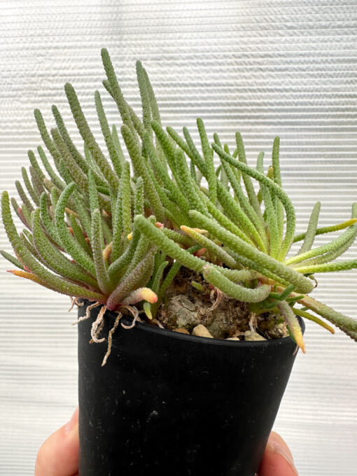 【現品限り】フィロボルス・レスルゲンス【R23】 Phyllobolus resurgens【植物】塊根植物 夏型 コーデックス - 画像 (4)