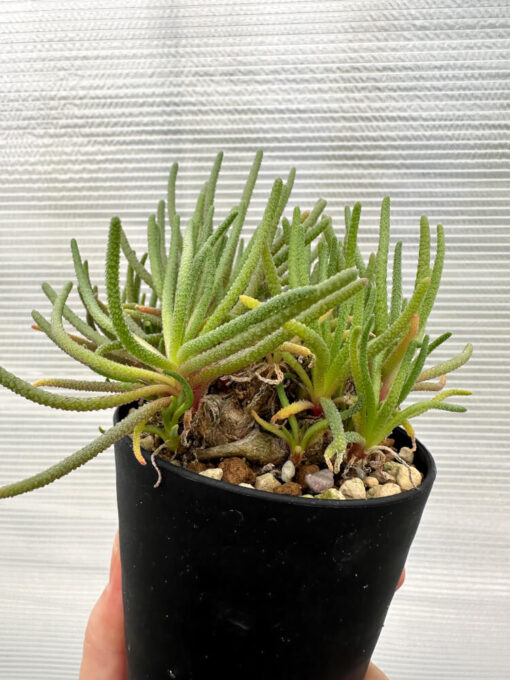 【現品限り】フィロボルス・レスルゲンス【R23】 Phyllobolus resurgens【植物】塊根植物 夏型 コーデックス - 画像 (5)