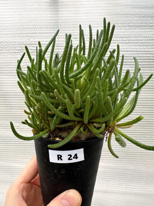 【現品限り】フィロボルス・レスルゲンス【R24】 Phyllobolus resurgens【植物】塊根植物 夏型 コーデックス