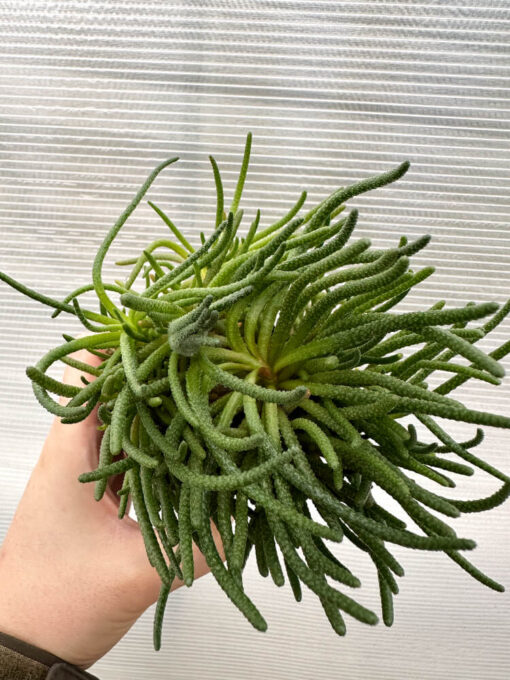 【現品限り】フィロボルス・レスルゲンス【R24】 Phyllobolus resurgens【植物】塊根植物 夏型 コーデックス - 画像 (2)