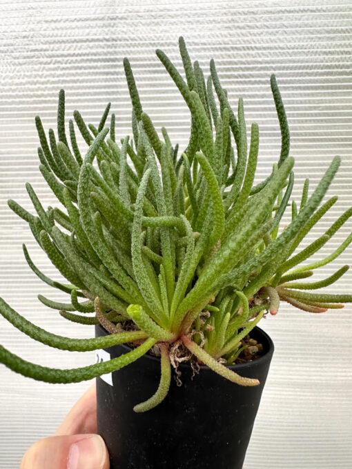 【現品限り】フィロボルス・レスルゲンス【R24】 Phyllobolus resurgens【植物】塊根植物 夏型 コーデックス - 画像 (3)