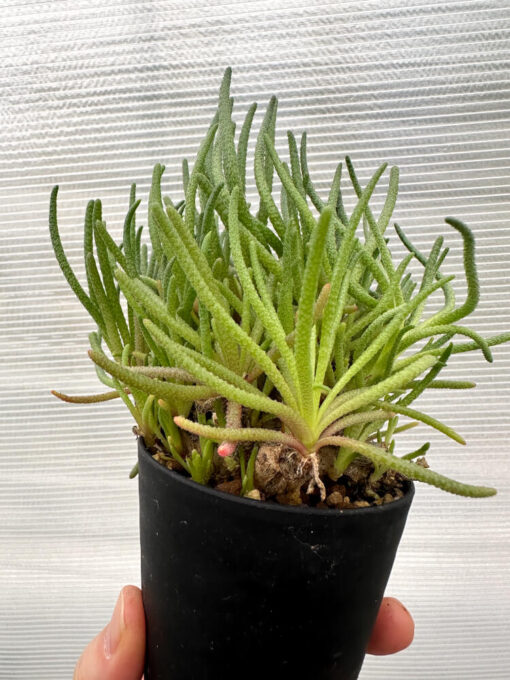 【現品限り】フィロボルス・レスルゲンス【R24】 Phyllobolus resurgens【植物】塊根植物 夏型 コーデックス - 画像 (4)