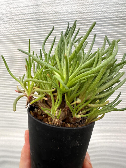 【現品限り】フィロボルス・レスルゲンス【R24】 Phyllobolus resurgens【植物】塊根植物 夏型 コーデックス - 画像 (5)