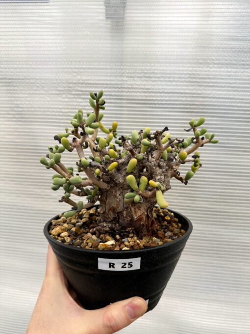 【現品限り】ケラリア・ピグマエア 現地株【R25】 Ceraria pygmaea【植物】塊根植物 夏型 コーデックス