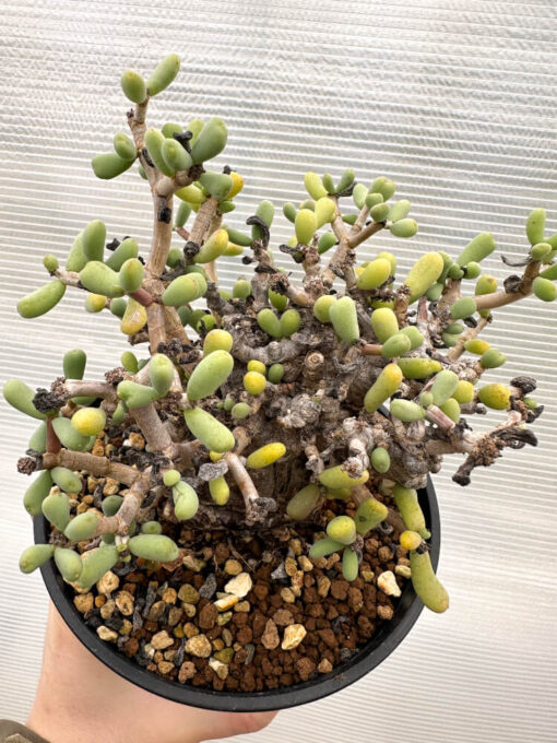 【現品限り】ケラリア・ピグマエア 現地株【R25】 Ceraria pygmaea【植物】塊根植物 夏型 コーデックス - 画像 (2)