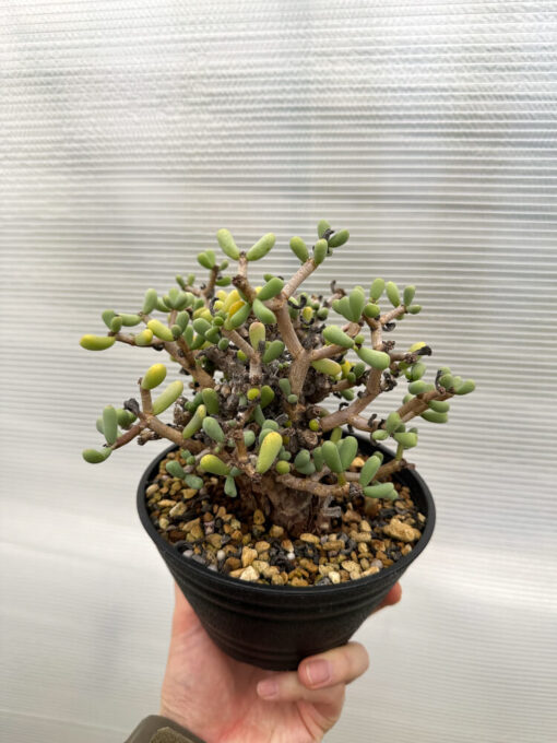 【現品限り】ケラリア・ピグマエア 現地株【R25】 Ceraria pygmaea【植物】塊根植物 夏型 コーデックス - 画像 (5)