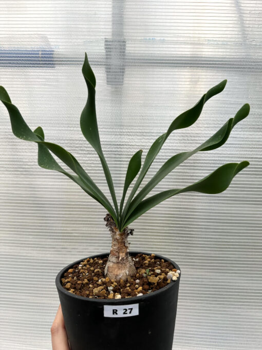 【現品限り】ブルンスヴィギア・グランディフローラ【R27】 Brunsvigia grandiflora【植物】塊根植物 夏型 コーデックス