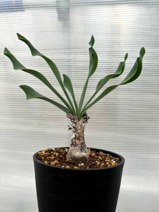 【現品限り】ブルンスヴィギア・グランディフローラ【R27】 Brunsvigia grandiflora【植物】塊根植物 夏型 コーデックス - 画像 (4)