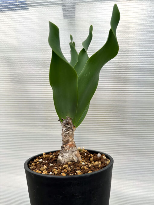 【現品限り】ブルンスヴィギア・グランディフローラ【R27】 Brunsvigia grandiflora【植物】塊根植物 夏型 コーデックス - 画像 (5)