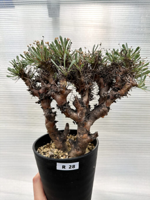 【現品限り】オトンナ・ユーフォルビオイデス 数年管理【R28】 Othonna euphorbioides【植物】塊根植物 夏型 コーデックス