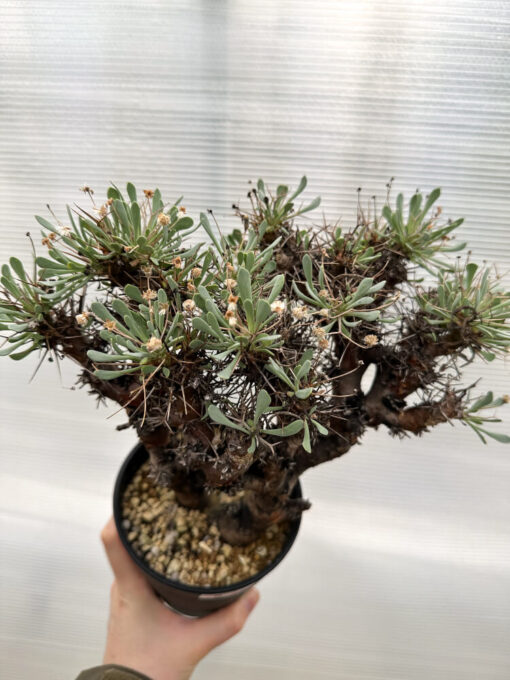 【現品限り】オトンナ・ユーフォルビオイデス 数年管理【R28】 Othonna euphorbioides【植物】塊根植物 夏型 コーデックス - 画像 (2)