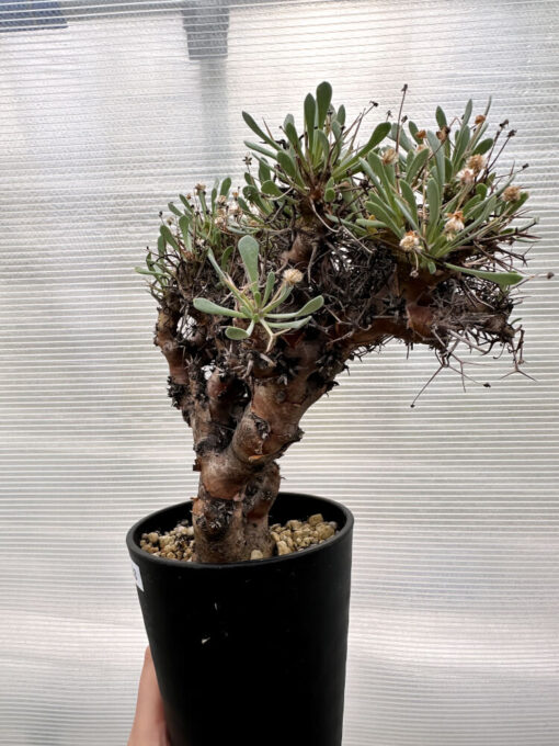 【現品限り】オトンナ・ユーフォルビオイデス 数年管理【R28】 Othonna euphorbioides【植物】塊根植物 夏型 コーデックス - 画像 (3)