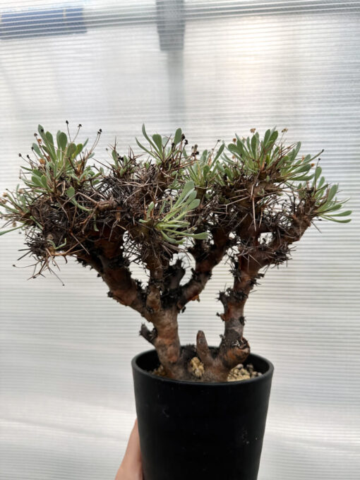 【現品限り】オトンナ・ユーフォルビオイデス 数年管理【R28】 Othonna euphorbioides【植物】塊根植物 夏型 コーデックス - 画像 (4)