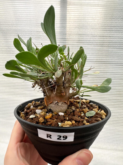 【現品限り】オトンナ・ユーフォルビオイデス 実生【R29】 Othonna euphorbioides【植物】塊根植物 夏型 コーデックス