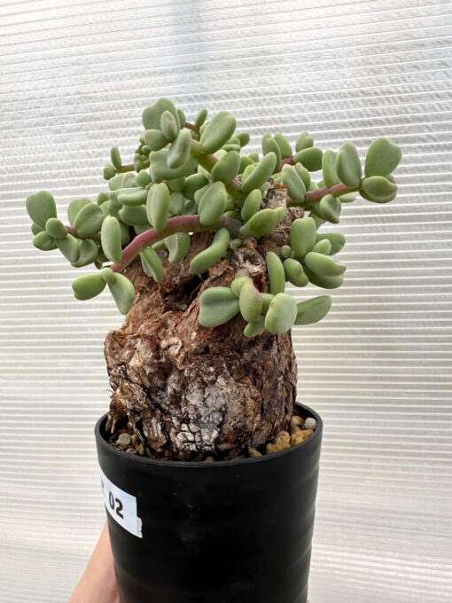 【現品限り】ケラリア・ピグマエア 現地株【R2】 Ceraria pygmaea【植物】塊根植物 夏型 コーデックス - 画像 (3)