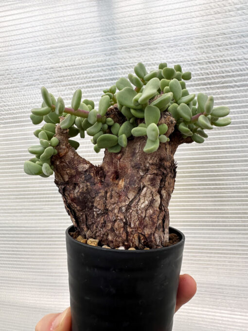 【現品限り】ケラリア・ピグマエア 現地株【R2】 Ceraria pygmaea【植物】塊根植物 夏型 コーデックス - 画像 (4)