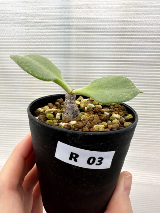 【現品限り】チレコドン・アトロプルプレウス【R3】 Tylecodon atropurpureus【植物】塊根植物 夏型 コーデックス