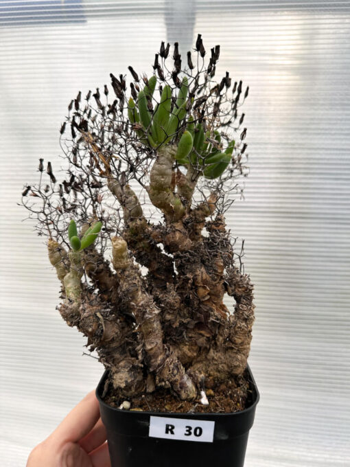 【現品限り】チレコドン・レティキュラータス 万物想 発根済み【R30】 Tylecodon reticulatus【植物】塊根植物 夏型 コーデックス