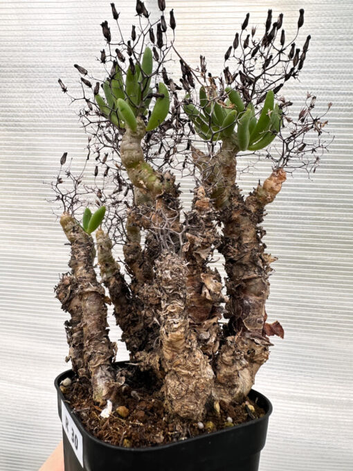 【現品限り】チレコドン・レティキュラータス 万物想 発根済み【R30】 Tylecodon reticulatus【植物】塊根植物 夏型 コーデックス - 画像 (3)