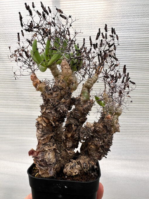 【現品限り】チレコドン・レティキュラータス 万物想 発根済み【R30】 Tylecodon reticulatus【植物】塊根植物 夏型 コーデックス - 画像 (4)