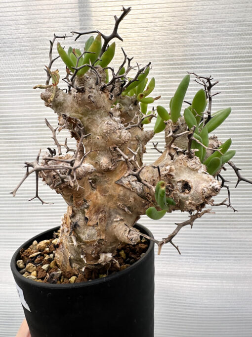 【現品限り】チレコドン・レティキュラータス 万物想 発根済み【R31】 Tylecodon reticulatus【植物】塊根植物 夏型 コーデックス - 画像 (3)