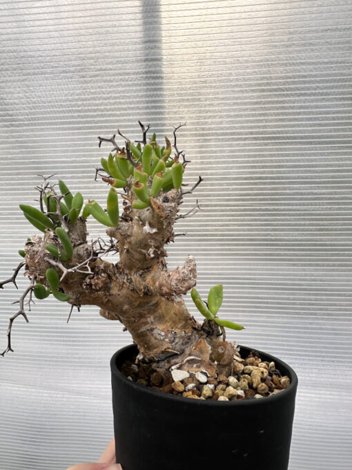 【現品限り】チレコドン・レティキュラータス 万物想 発根済み【R31】 Tylecodon reticulatus【植物】塊根植物 夏型 コーデックス - 画像 (4)