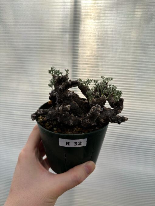 【現品限り】サルコカウロン・ムルチフィズム 現地株【R32】 Sarcocaulon multifidum(Monsonia)【植物】塊根植物 夏型 コーデックス