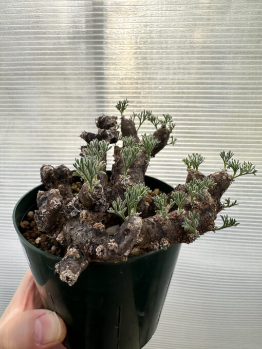 【現品限り】サルコカウロン・ムルチフィズム 現地株【R32】 Sarcocaulon multifidum(Monsonia)【植物】塊根植物 夏型 コーデックス - 画像 (3)