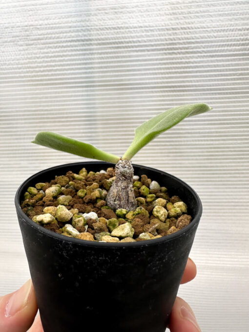 【現品限り】チレコドン・アトロプルプレウス【R3】 Tylecodon atropurpureus【植物】塊根植物 夏型 コーデックス - 画像 (4)