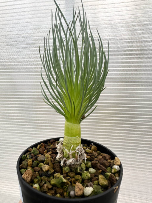 【現品限り】ゲチリス・グランディフローラ【R5】 Gethyllis grandiflora【植物】塊根植物 夏型 コーデックス - 画像 (3)