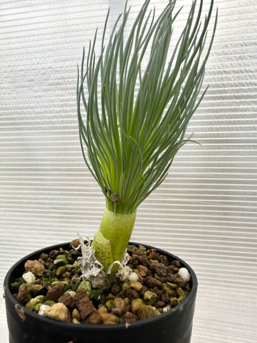 【現品限り】ゲチリス・グランディフローラ【R5】 Gethyllis grandiflora【植物】塊根植物 夏型 コーデックス - 画像 (4)