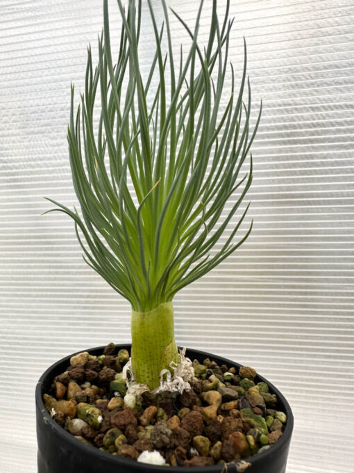 【現品限り】ゲチリス・グランディフローラ【R5】 Gethyllis grandiflora【植物】塊根植物 夏型 コーデックス - 画像 (5)