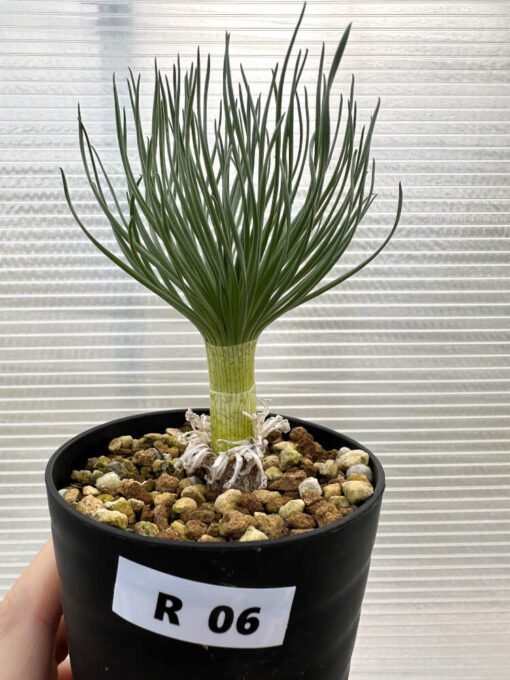 【現品限り】ゲチリス・グランディフローラ【R6】 Gethyllis grandiflora【植物】塊根植物 夏型 コーデックス