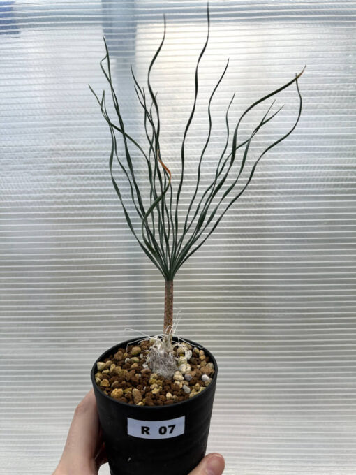 【現品限り】ゲチリス・ブリッテニアナ【R7】 Gethyllis britteniana【植物】塊根植物 夏型 コーデックス