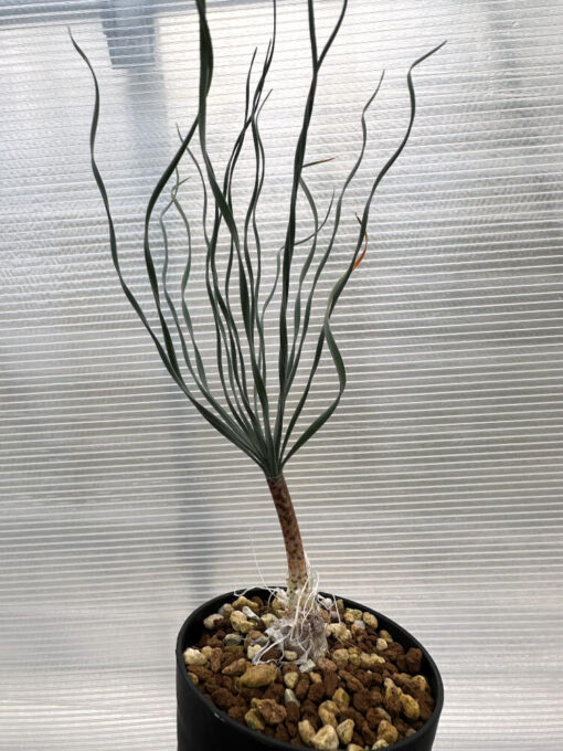 【現品限り】ゲチリス・ブリッテニアナ【R7】 Gethyllis britteniana【植物】塊根植物 夏型 コーデックス - 画像 (5)