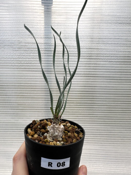 【現品限り】ゲチリス・ブリッテニアナ【R8】 Gethyllis britteniana【植物】塊根植物 夏型 コーデックス