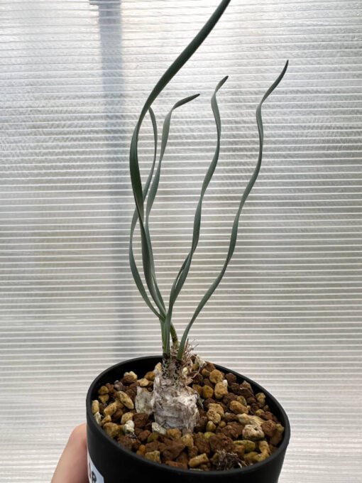 【現品限り】ゲチリス・ブリッテニアナ【R8】 Gethyllis britteniana【植物】塊根植物 夏型 コーデックス - 画像 (3)