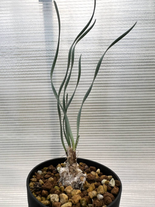 【現品限り】ゲチリス・ブリッテニアナ【R8】 Gethyllis britteniana【植物】塊根植物 夏型 コーデックス - 画像 (4)