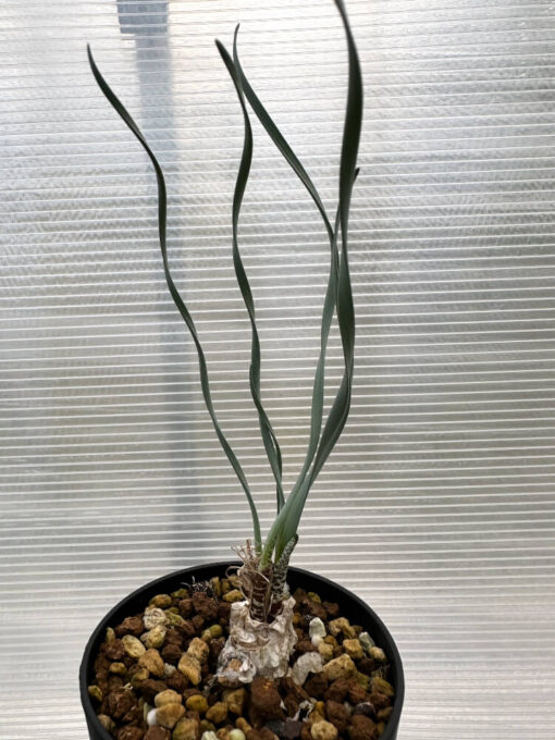 【現品限り】ゲチリス・ブリッテニアナ【R8】 Gethyllis britteniana【植物】塊根植物 夏型 コーデックス - 画像 (5)