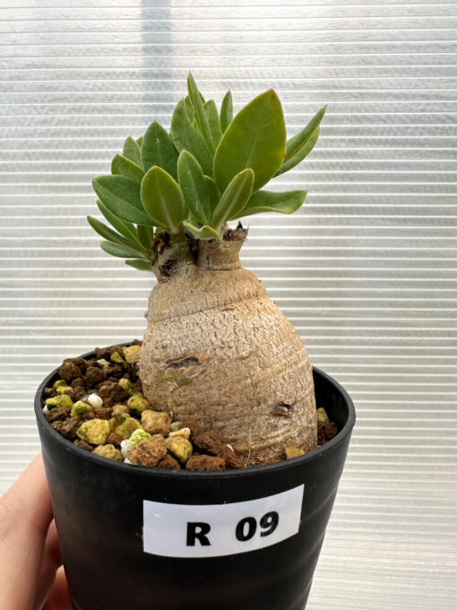 【現品限り】パキポディウム・ビスピノーサム【R9】 Pachypodium bispinosum【植物】塊根植物 夏型 コーデックス