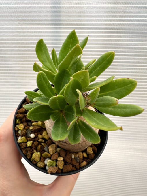 【現品限り】パキポディウム・ビスピノーサム【R9】 Pachypodium bispinosum【植物】塊根植物 夏型 コーデックス - 画像 (2)