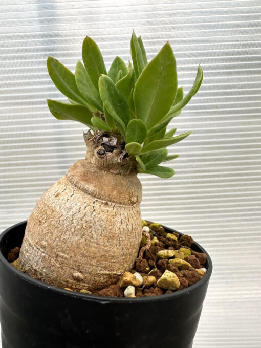 【現品限り】パキポディウム・ビスピノーサム【R9】 Pachypodium bispinosum【植物】塊根植物 夏型 コーデックス - 画像 (4)