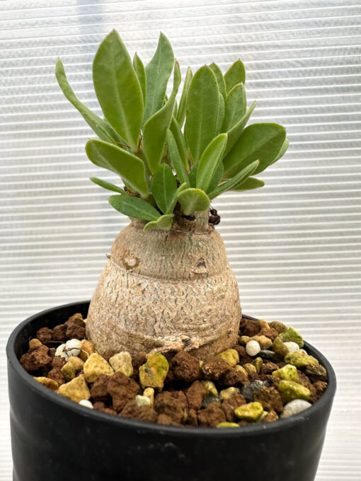 【現品限り】パキポディウム・ビスピノーサム【R9】 Pachypodium bispinosum【植物】塊根植物 夏型 コーデックス - 画像 (5)