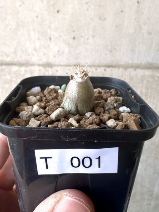 【現品限り】パキポディウム・レアリー【T1】 Pachypodium lealii【植物】塊根植物 夏型 コーデックス