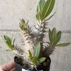 【現品限り】パキポディウム・デンシフローラム【T10】 Pachypodium densiflorum【植物】塊根植物 夏型 コーデックス