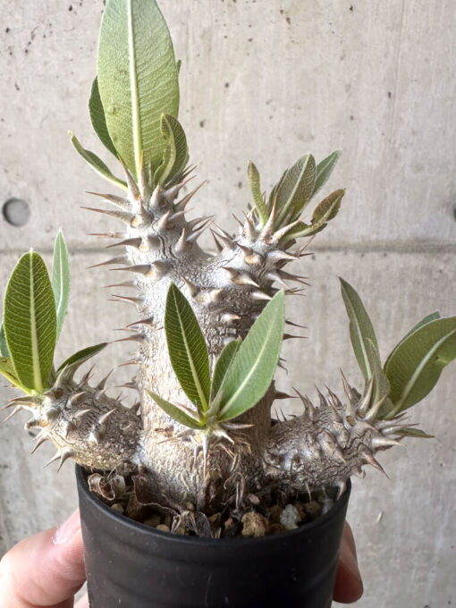 【現品限り】パキポディウム・デンシフローラム【T10】 Pachypodium densiflorum【植物】塊根植物 夏型 コーデックス - 画像 (3)