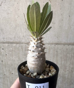 【現品限り】パキポディウム・ロスラーツム 実生【T11】 Pachypodium rosulatum【植物】塊根植物 夏型 コーデックス
