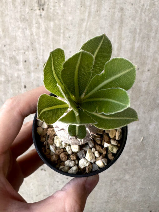 【現品限り】パキポディウム・ロスラーツム 実生【T11】 Pachypodium rosulatum【植物】塊根植物 夏型 コーデックス - 画像 (2)