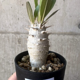 【現品限り】パキポディウム・ロスラーツム 実生【T12】 Pachypodium rosulatum【植物】塊根植物 夏型 コーデックス